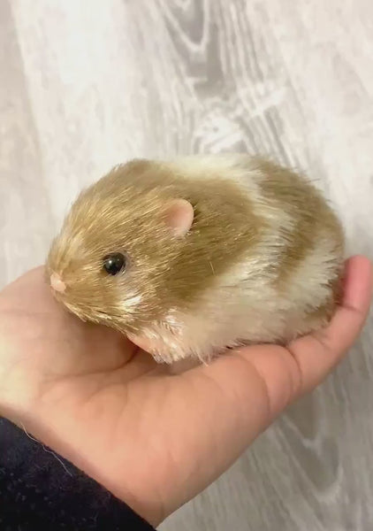 Caramel Silicone Syrian Hamster, Reborn Miniature Collectible Hamster