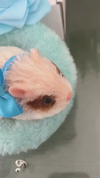 Teacup Hamster Adoption Gift Set, Spotty Eye Reborn Hamster
