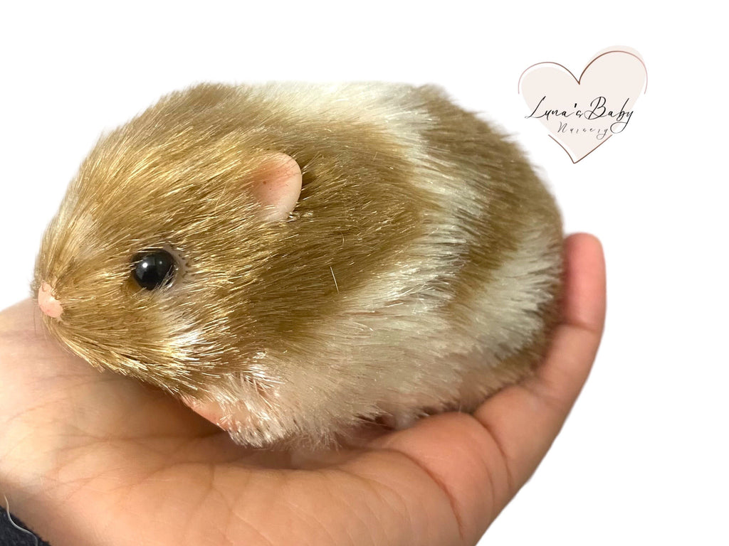 Caramel Silicone Syrian Hamster, Reborn Miniature Collectible Hamster